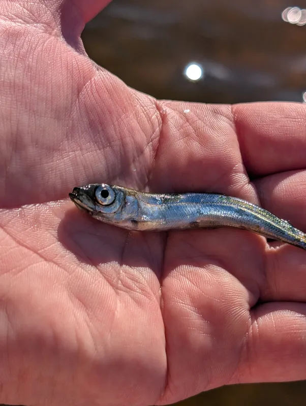 European Cisco (Coregonus albula)