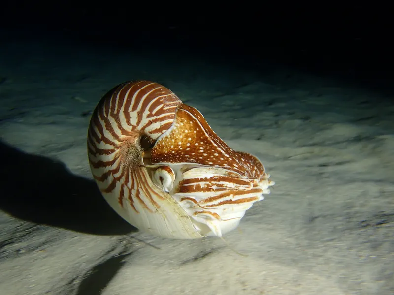 Bellybutton Nautilus (Nautilus macromphalus)