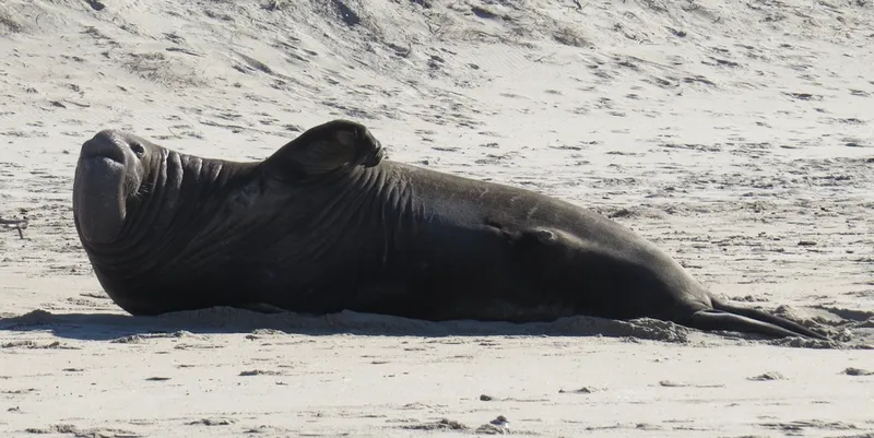 Northern Elephant Seal (Mirounga angustirostris)