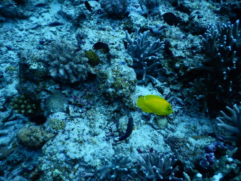 Dwarf Angelfish (Centropyge heraldi)