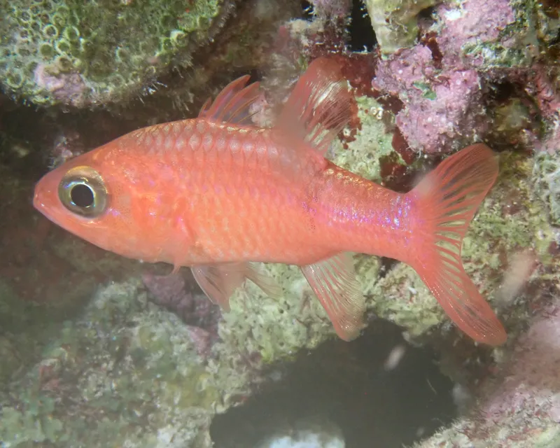 Pale Cardinalfish (Apogon planifrons)