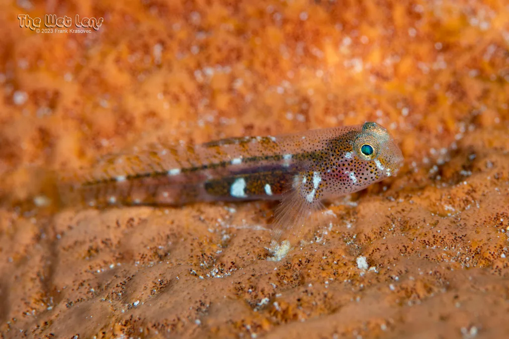 Tusked Goby (Risor ruber)