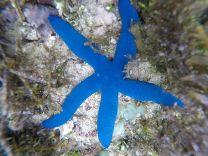 Azure Sea Star (Linckia laevigata)
