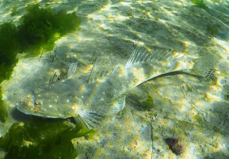 Southern Blue-Spotted Flathead (Platycephalus speculator)