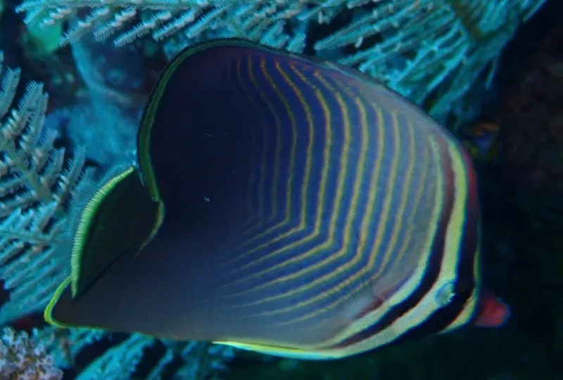 Eastern Triangle Butterflyfish (Chaetodon baronessa)