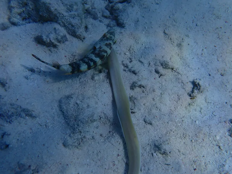 Moray (Gymnothorax griseus)