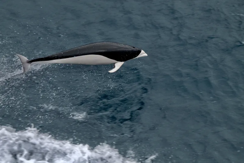 Peron's Dolphin (Lissodelphis peronii)