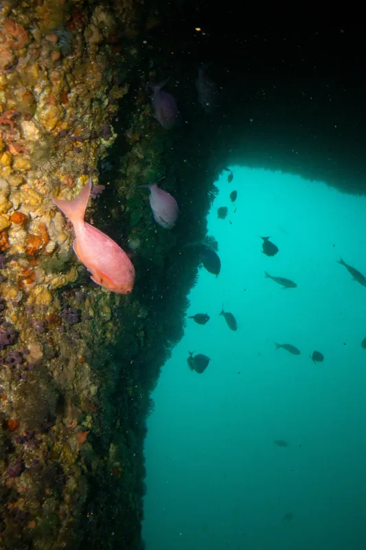 Long-Finned Perch (Caprodon longimanus)