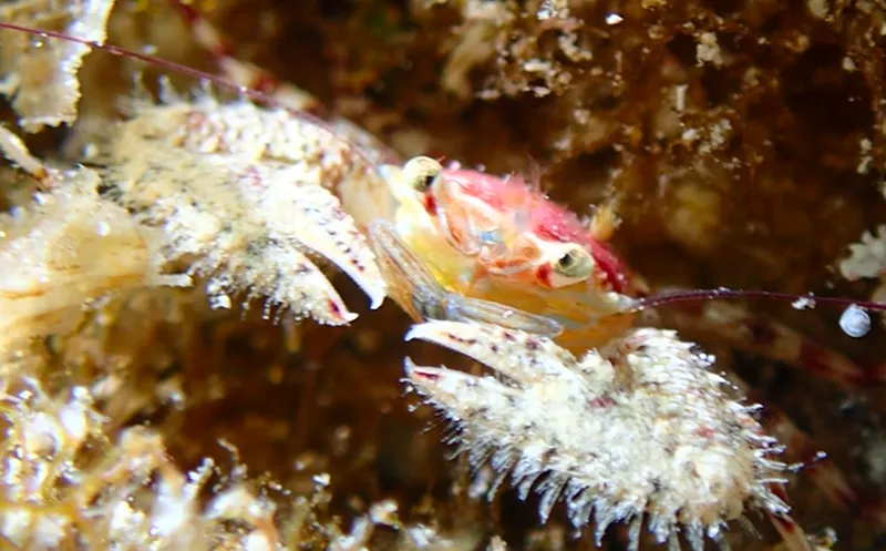 Petrolisthes caribensis