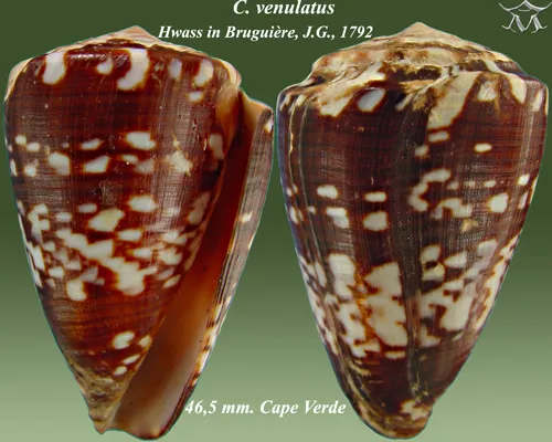 Cape Verde Cone (Conus venulatus)