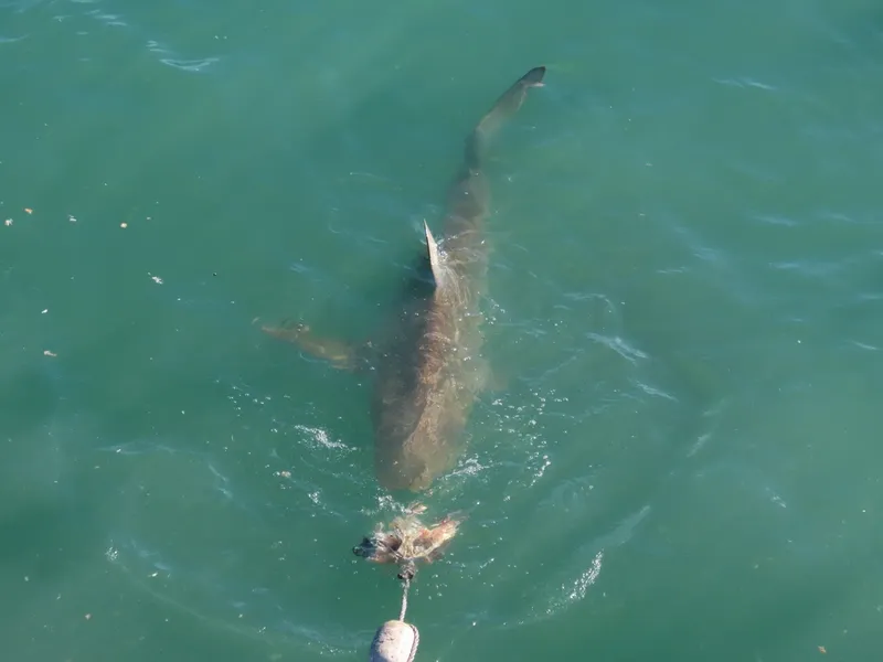 Bronze Whaler (Carcharhinus brachyurus)