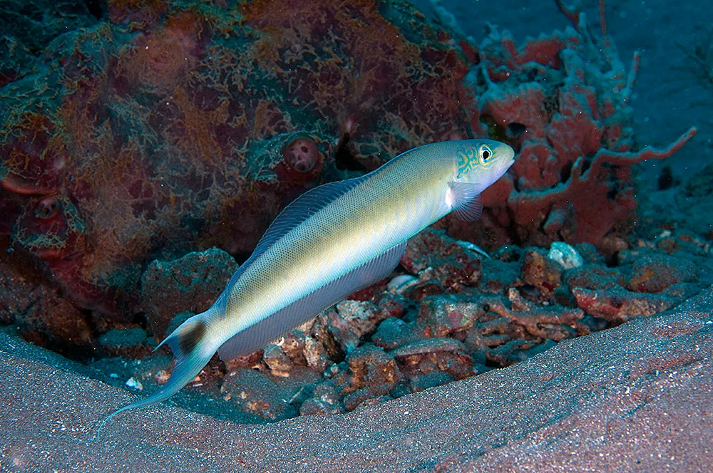 Sand Tilefish (Malacanthus plumieri)