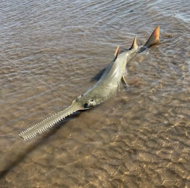 Longcomb Sawfish (Pristis zijsron)
