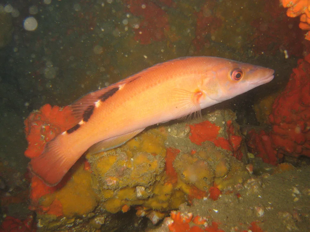 Cuckoo Wrasse (Labrus mixtus)