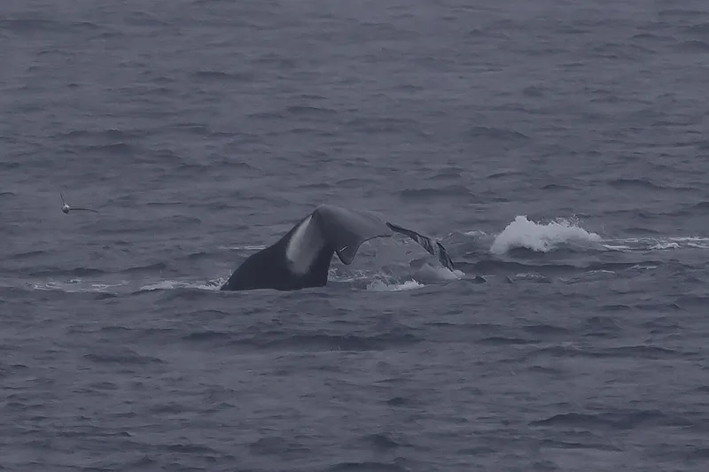 Bowhead Whale (Balaena mysticetus)