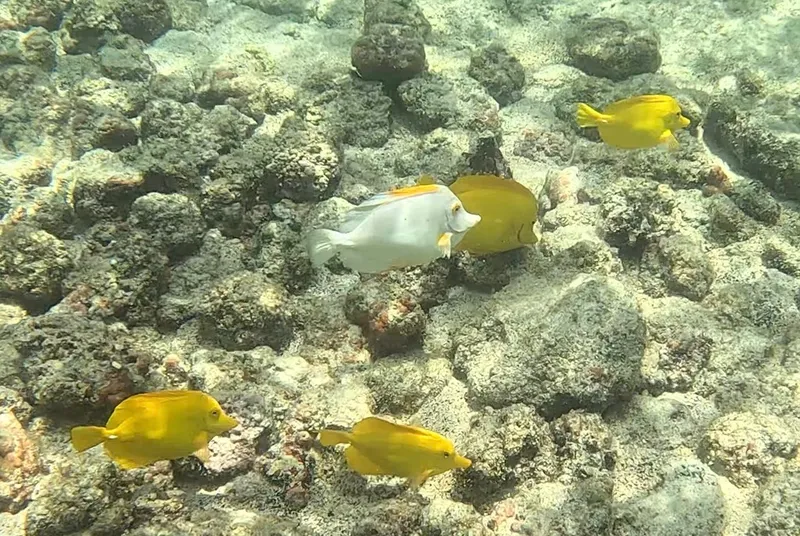 Yellow Tang (Zebrasoma flavescens)