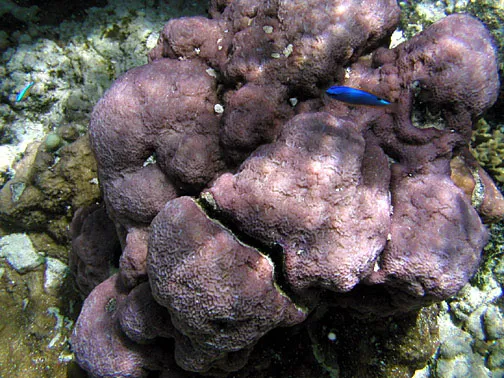 Pore Coral (Montipora caliculata)