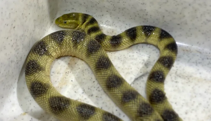 Annulated Sea Snake (Hydrophis pacificus)