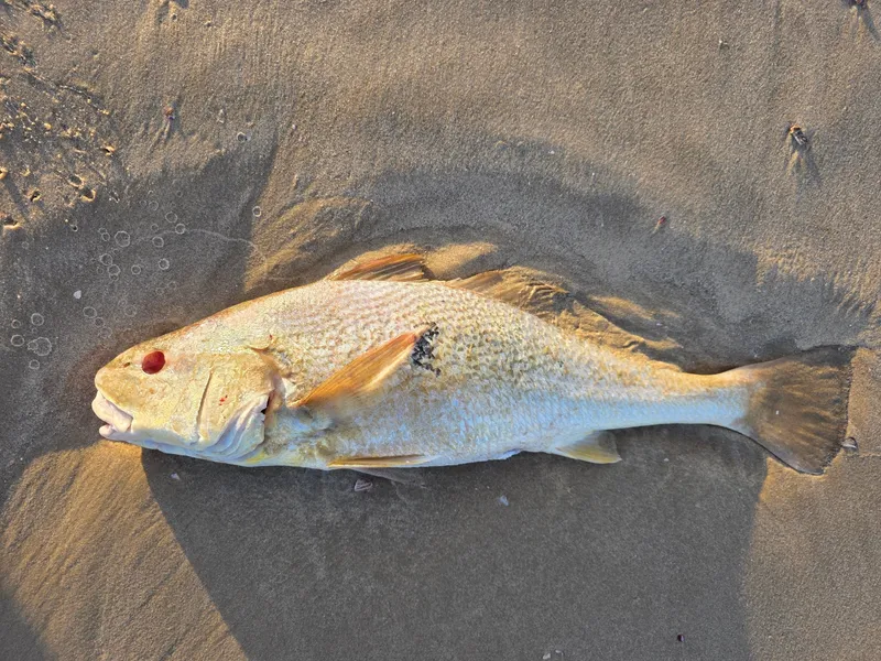 Whitemouth Croaker (Micropogonias furnieri)