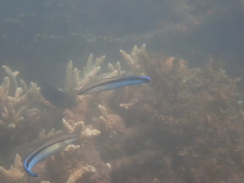 Mimic Blenny (Aspidontus taeniatus)