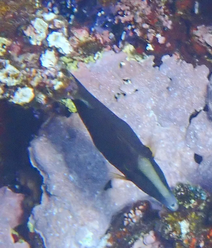 Honeycomb Filefish (Cantherhines pardalis)