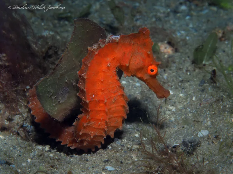 Longsnout Seahorse (Hippocampus reidi)
