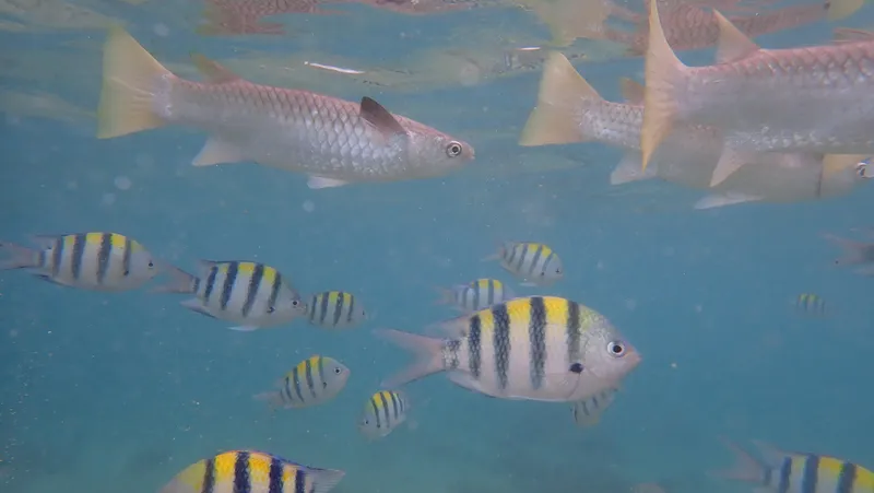Diamond Scale Mullet (Ellochelon vaigiensis)