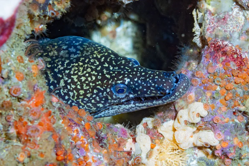 Moray (Enchelycore ramosa)