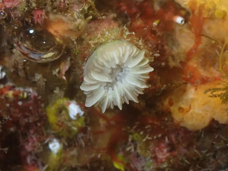 Circular Cupcoral (Caryophyllia (Caryophyllia) inornata)