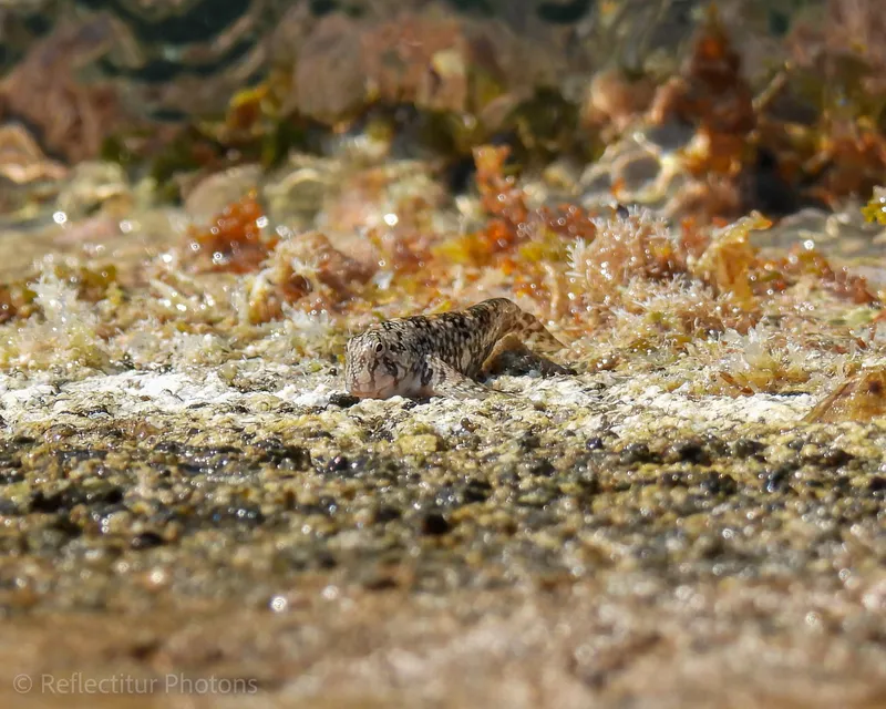 Montagu's Blenny (Coryphoblennius galerita)
