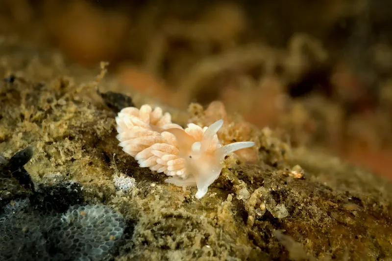 Orange-Brown Aeolid (Aeolidiella glauca)