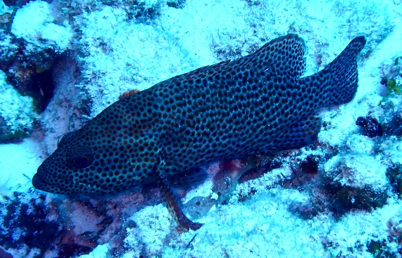 Graysby (Cephalopholis cruentata)