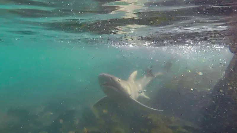 Sicklefin Lemon Shark (Negaprion acutidens)