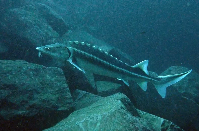 Danube Sturgeon (Acipenser gueldenstaedtii)