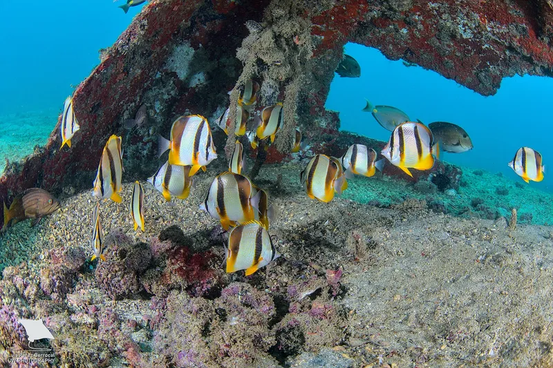Four-Banded Butterfly Fish (Chaetodon hoefleri)