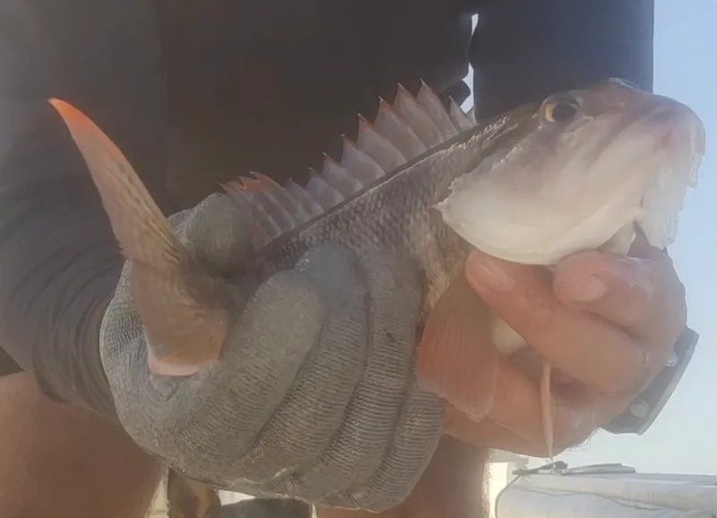 Highfin Sand Perch (Diplectrum labarum)