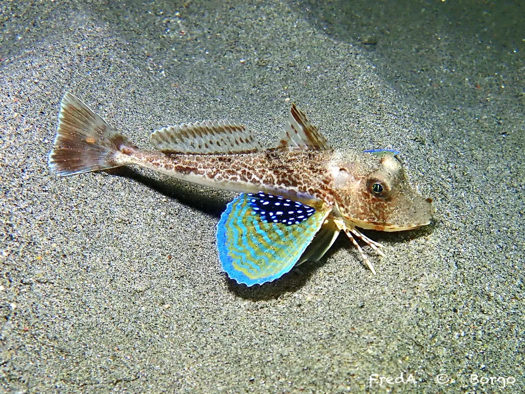 Tub Gurnard (Chelidonichthys lucerna)