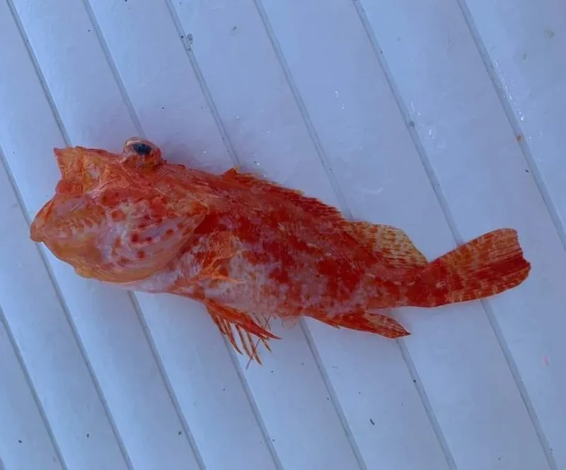 Longsnout Scorpionfish (Pontinus castor)