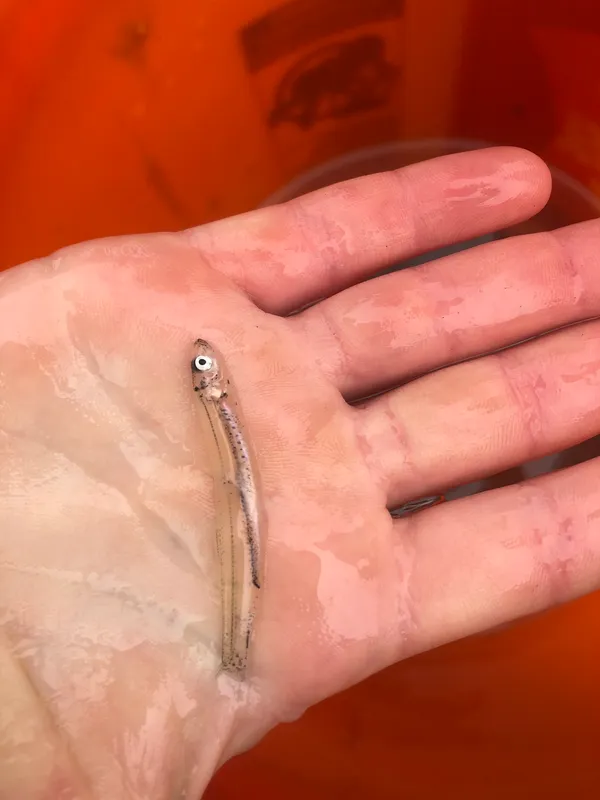 Atlantic Herring (Clupea harengus)