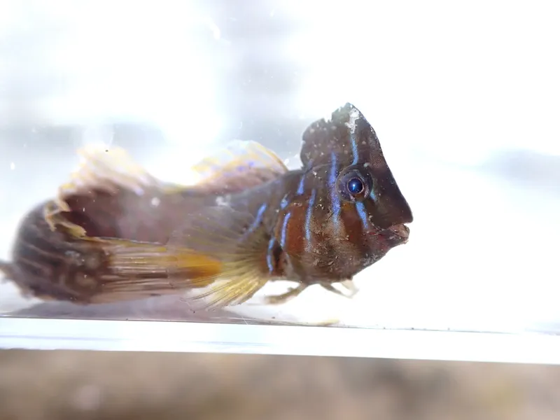 Crested Blenny (Omobranchus anolius)