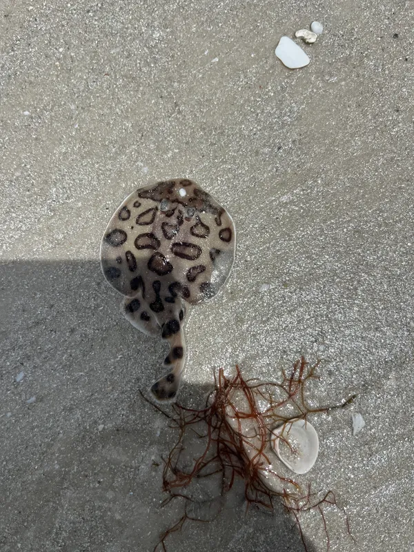 Lesser Electric Ray (Narcine bancroftii)