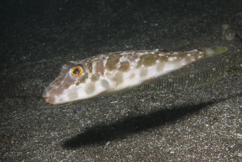 Wide-Eyed Flounder (Bothus podas)