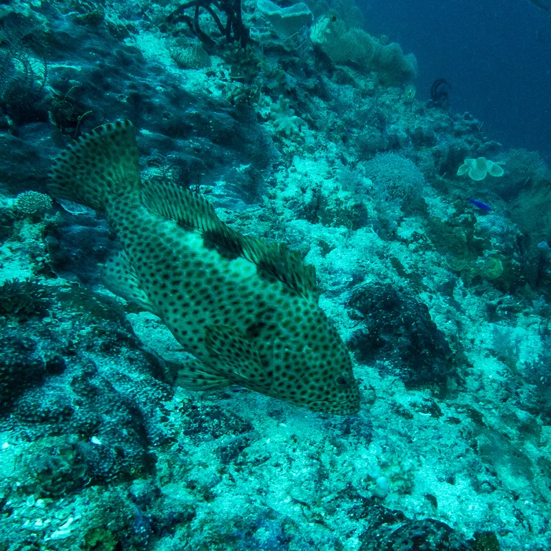 Bloch's Rockcod (Epinephelus maculatus)