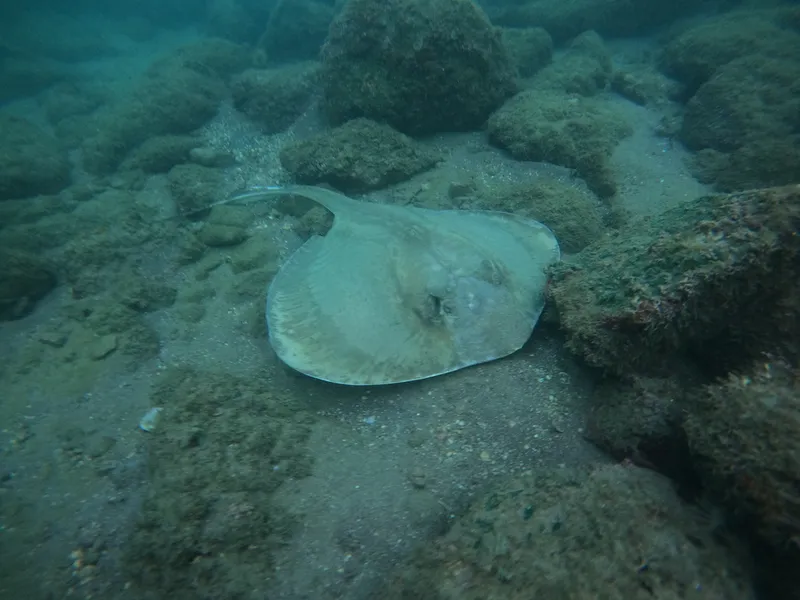 Diamond Stingray (Hypanus dipterurus)
