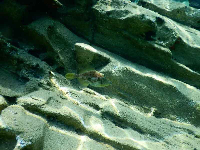 Reticulated Leatherjacket (Stephanolepis diaspros)