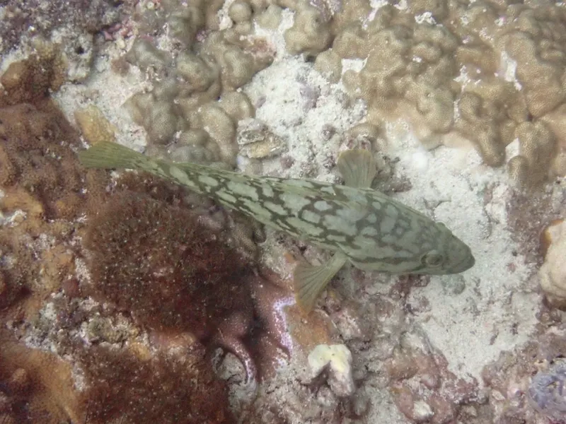Cloudy Rock Cod (Epinephelus erythrurus)