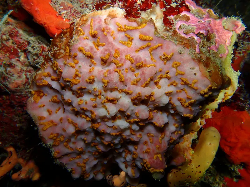 Golden Zoanthid (Parazoanthus swiftii)
