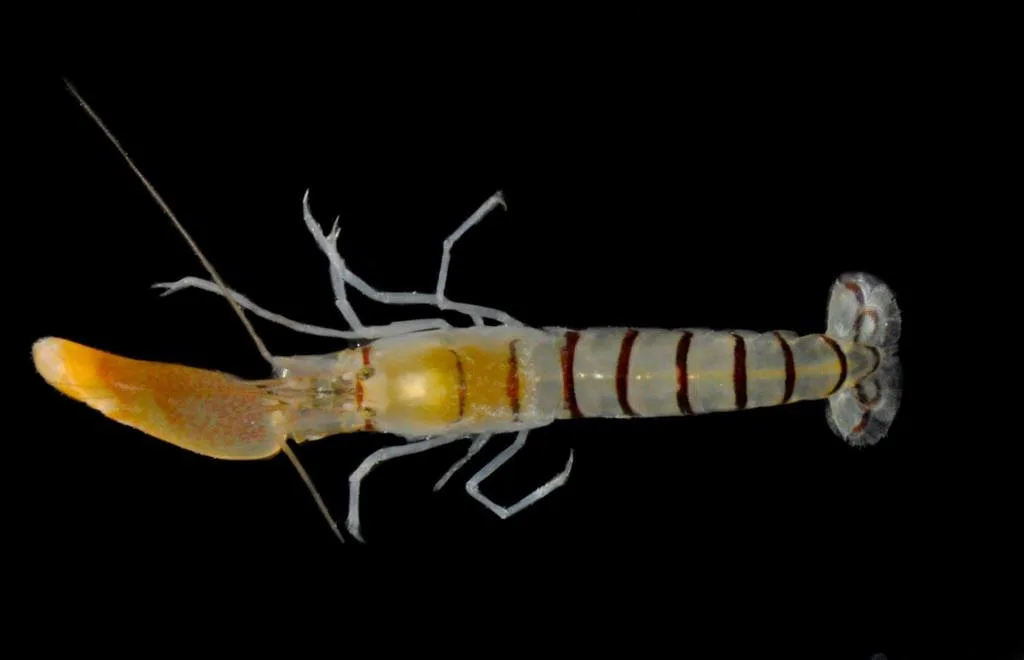 Smoothclaw Snapping Shrimp (Alpheus paracrinitus)