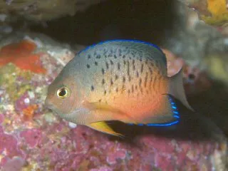 Dwarf Angelfish (Centropyge ferrugata)