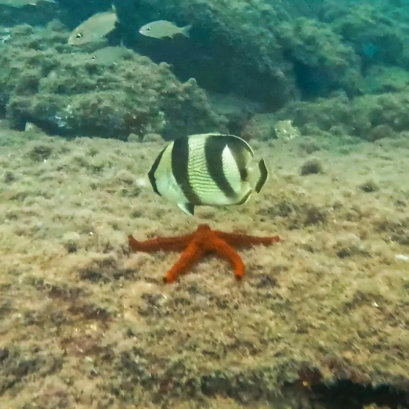 Banded Butterflyfish (Chaetodon striatus)